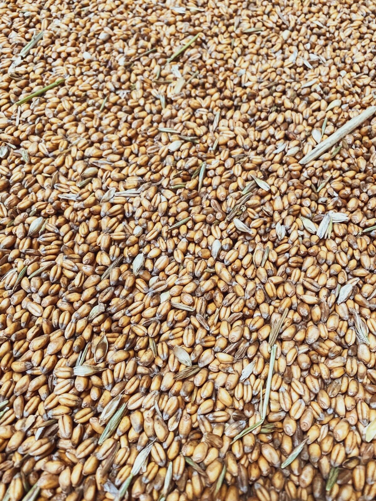 25kg Whole Wheat