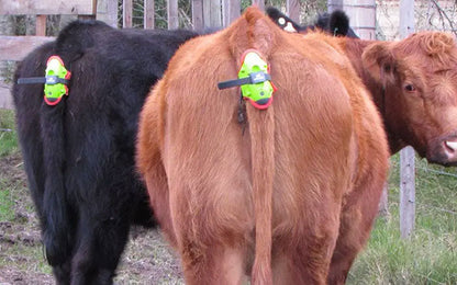 Moocall Calving Sensor